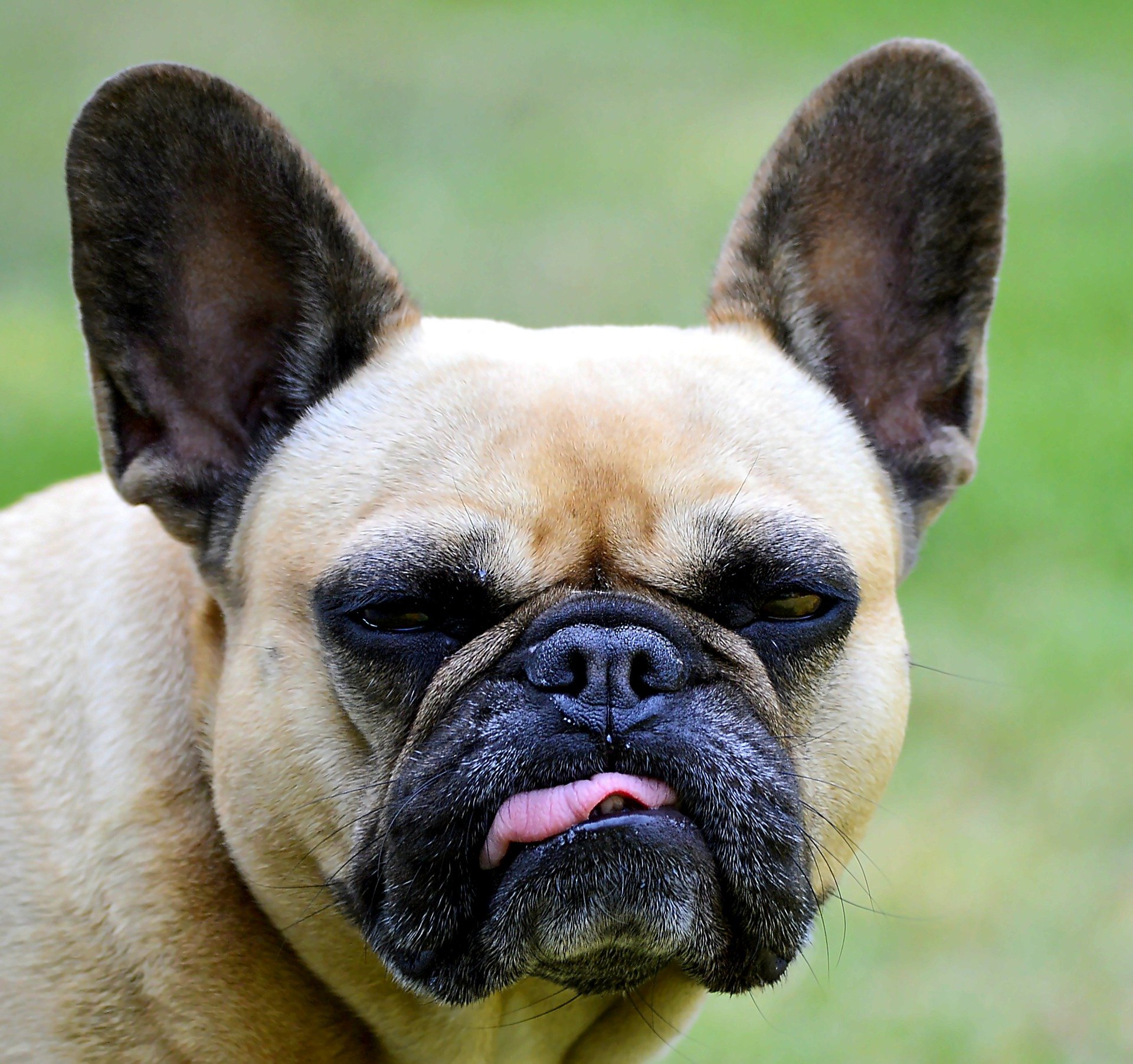 French Bulldog pros and cons. Is the Frenchie right for me?